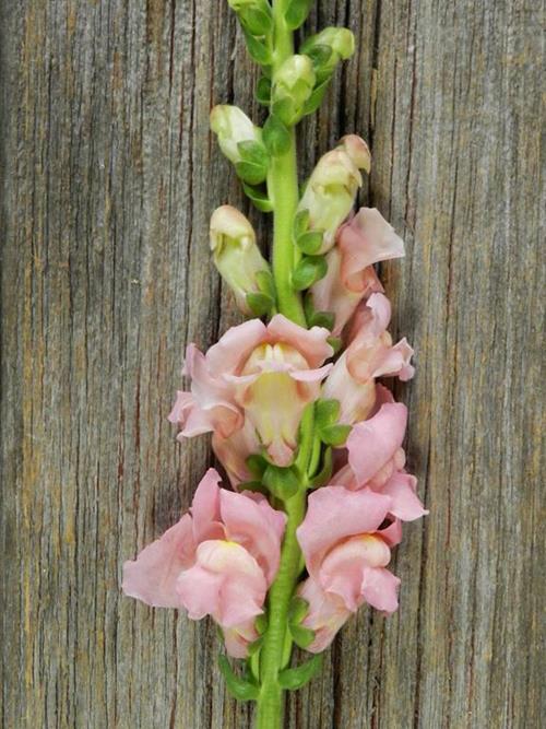 Pink Snapdragons